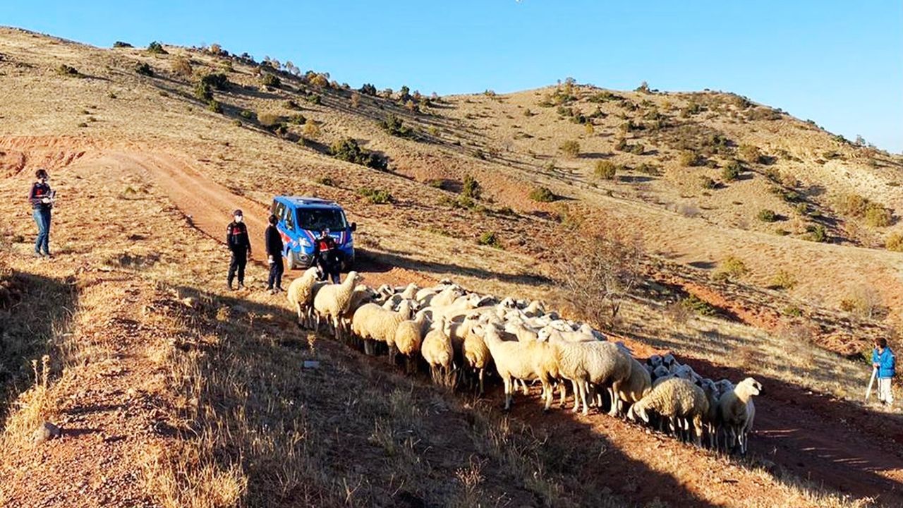 Kırıkkale'de, Kayıp 59 koyun drone ile bulundu
